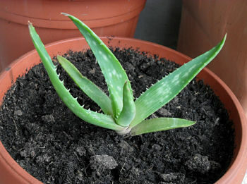 Cómo iniciar un negocio de cultivo de Aloe Vera