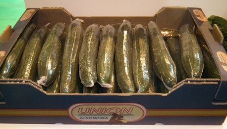 Ganar dinero con la plantación de pepino