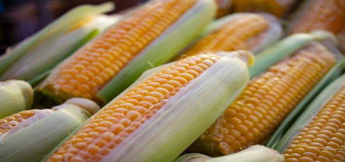 Ideas de productos a base de maíz para vender