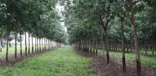 Cómo montar una plantación de caucho y ganar dinero