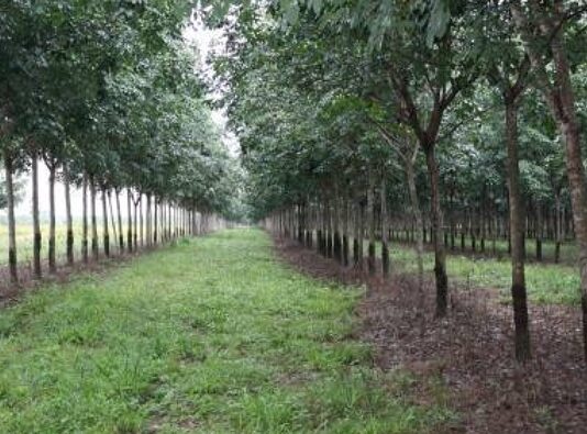Cómo montar una plantación de caucho y ganar dinero