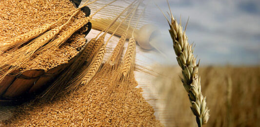 Cómo cultivar trigo y ganar dinero con ello