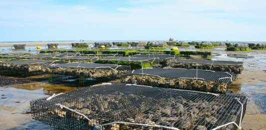 Cómo iniciar un criadero de ostras y ganar dinero con ello