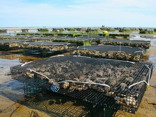 Cómo iniciar un criadero de ostras y ganar dinero con ello