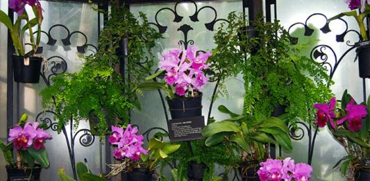 Cómo ganar dinero con el cultivo de orquídeas