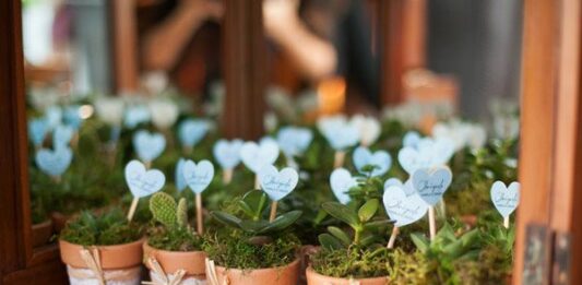 Cómo hacer mudas de plantas para vender y ganar dinero