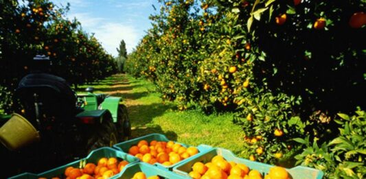 Cómo cultivar naranjas para vender y ganar dinero