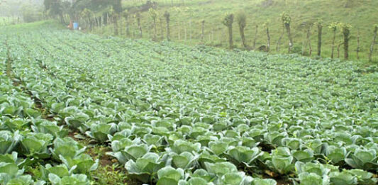 Cómo montar una plantación de repollo