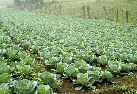Cómo montar una plantación de repollo