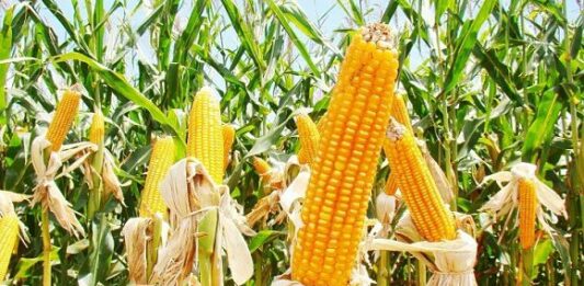 Cómo plantar maíz: consejos de plantación, cultivo y venta