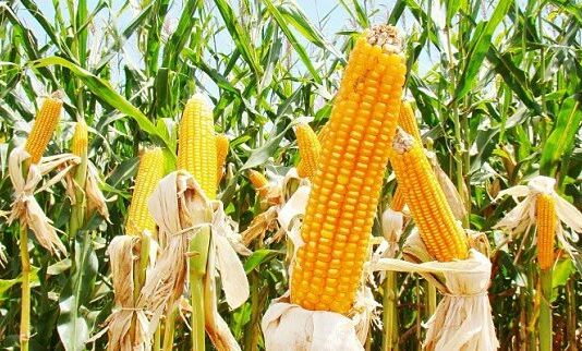 Cómo plantar maíz: consejos de plantación, cultivo y venta