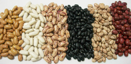 Plantación de frijoles: Cómo plantar, cultivar y comercializar