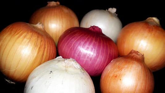 Cómo plantar cebolla: sobre la plantación, el cultivo y la comercialización