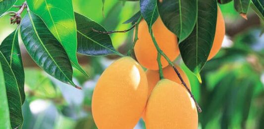 Cómo plantar mango: consejos de plantación, cultivo y comercialización