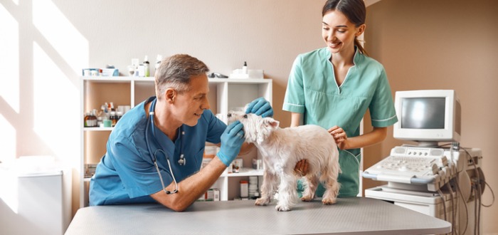 Atención médica personalizada para animales