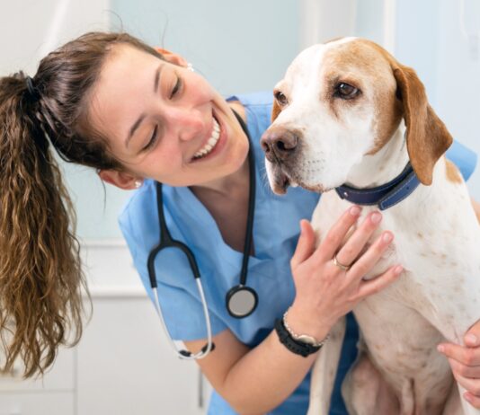 Cómo crear una clínica veterinaria | Emprende en el mundo de las mascotas Cómo crear una clínica veterinaria