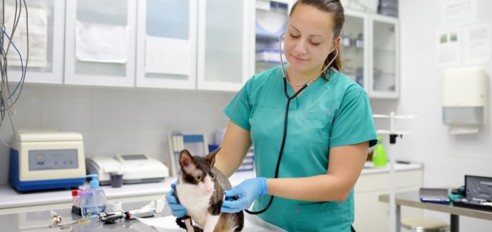 Cómo organizar una clínica veterinaria