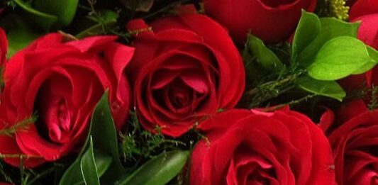 Cómo plantar rosas: consejos de cultivo y comercio