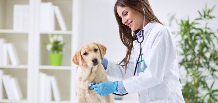 Servicios que ofrece una clínica veterinaria