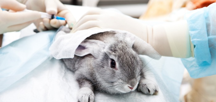 Cómo crear una clínica veterinaria para atender conejos