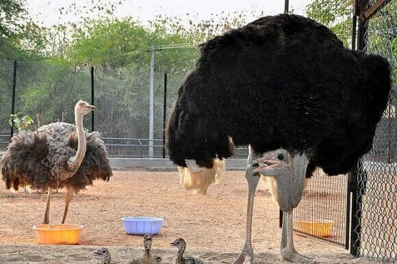 Cómo montar un criadero de avestruces y ganar dinero