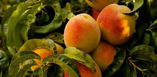 Cómo plantar melocotón: consejos de plantación, cultivo y comercio