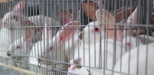 Cómo ganar dinero con la crianza de conejos