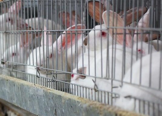 Cómo ganar dinero con la crianza de conejos
