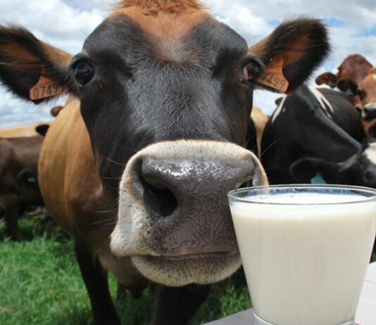 Ganado lechero: ¿Cuáles son las mejores razas? ¿Es rentable?