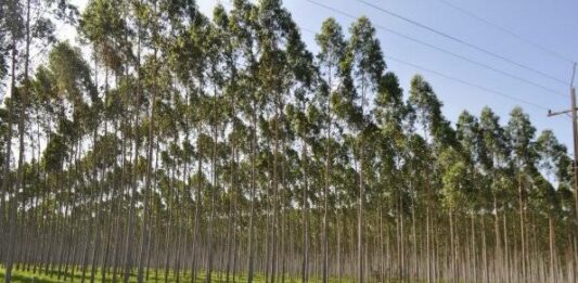 Recomendaciones importantes para vender eucalipto