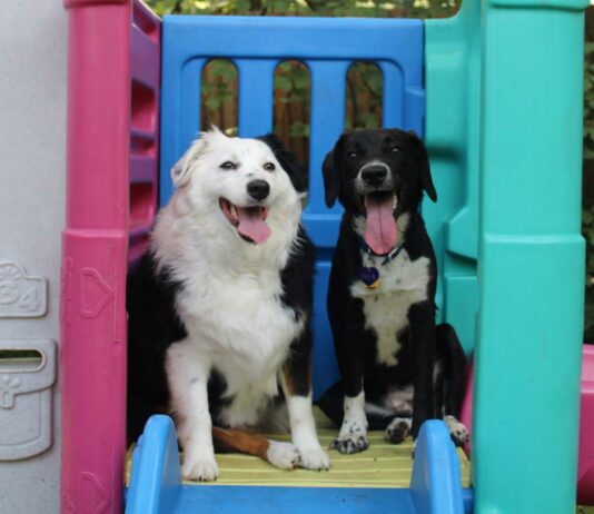 Cómo montar una guardería de perros | Requisitos y pasos para emprender este negocio Cómo montar una guardería de perros