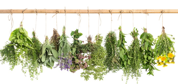 Grupo de plantas medicinales que representan la filoterapia que se centra en el uso de plantas medicinales como terapia alternativa