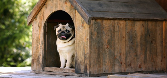 Casa para perros, idea de negocio con madera