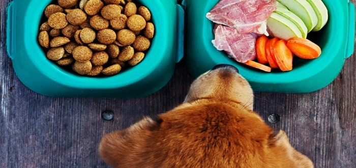Comida saludable para mascotas
