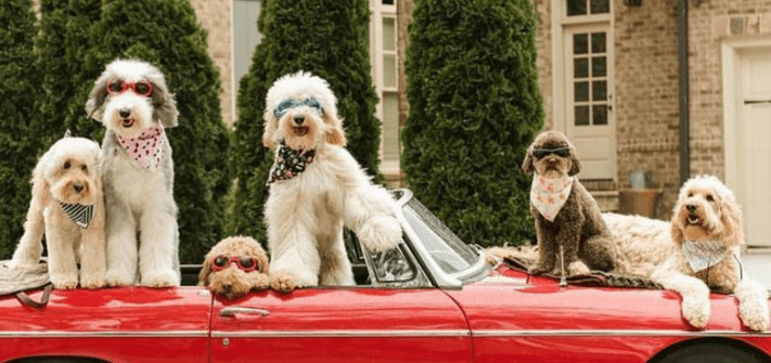 Gafas de sol para perros, una de las ideas absurdas de negocio