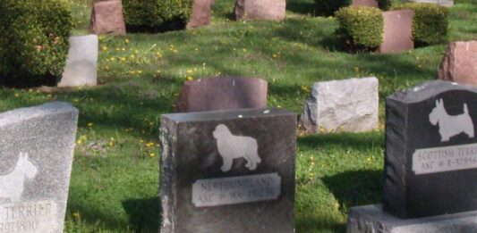 Cómo abrir un negocio de cementerio de mascotas | Guía para el éxito Montar un negocio cementerio de mascotas