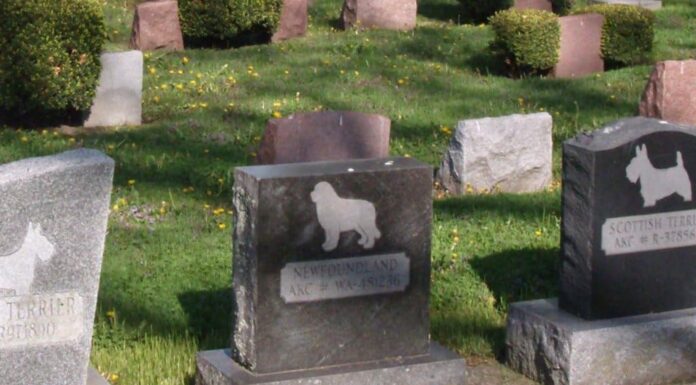 Cómo abrir un negocio de cementerio de mascotas | Guía para el éxito Montar un negocio cementerio de mascotas