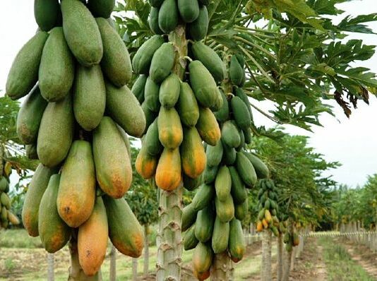 Ganar dinero con el cultivo de papaya