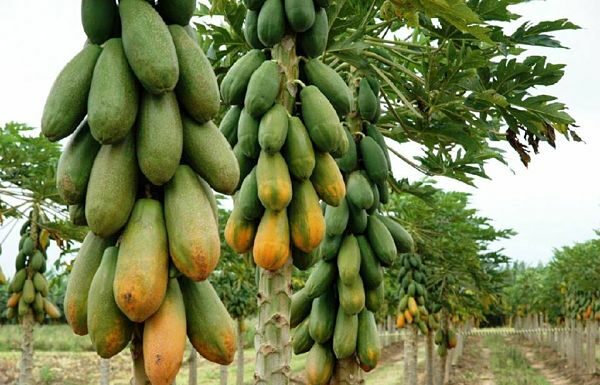 Ganar dinero con el cultivo de papaya