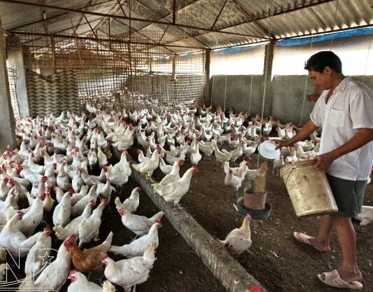 Cómo ganar dinero con la crianza de gallinas de corral