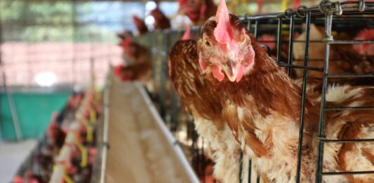 Cómo montar una tienda agrícola | Conoce los pasos y tipos de negocios Venta-de-animales