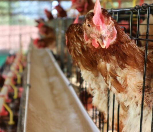 Cómo montar una tienda agrícola | Conoce los pasos y tipos de negocios Venta-de-animales