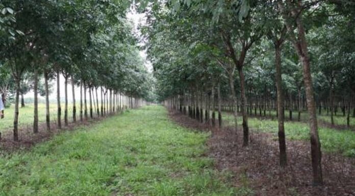 Cómo montar una plantación de caucho y ganar dinero