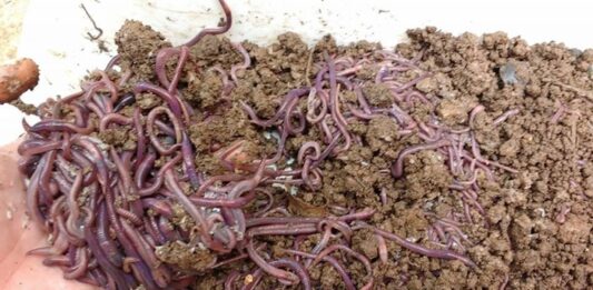 Ganar dinero con la crianza de lombrices o lumbricultura