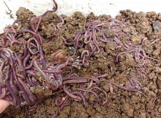 Ganar dinero con la crianza de lombrices o lumbricultura