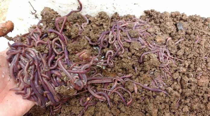 Ganar dinero con la crianza de lombrices o lumbricultura