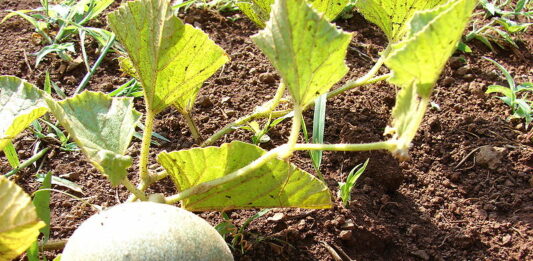 Cómo plantar melones y ganar dinero con ello