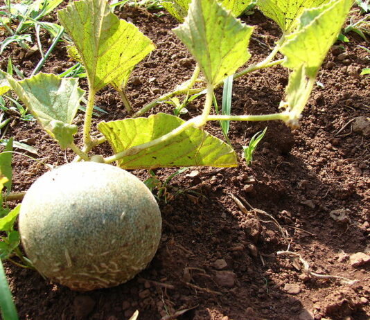 Cómo plantar melones y ganar dinero con ello