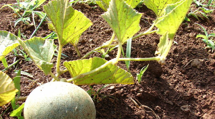 Cómo plantar melones y ganar dinero con ello
