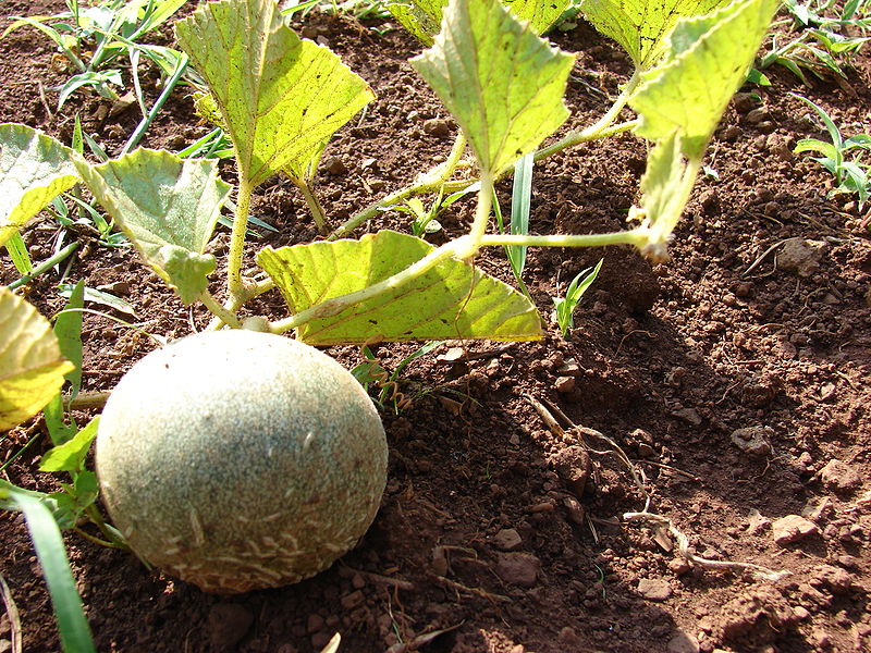como-plantar-melones-y-ganar-dinero-con-ello
